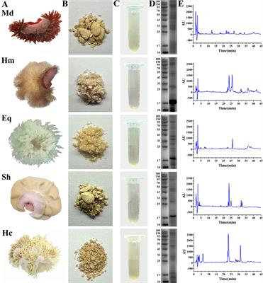 Diversity of biological activities of crude venom extracted from five species of South China Sea anemones